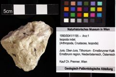 Foto (Objket + Etiketten) von Isopoda indet. 